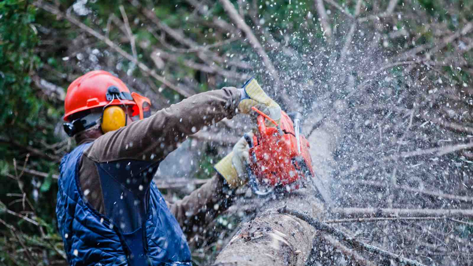 Logger cutting a tree with a chainsaw