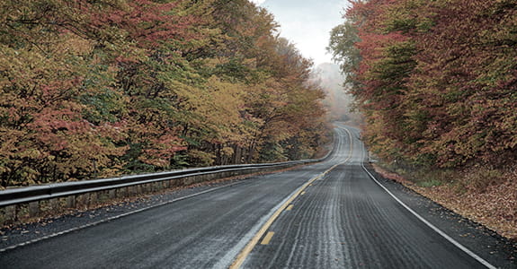 road_going_through_trees_575x300